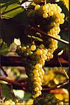 Seyval Blanc