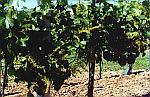 Kwitnienie winoro�li