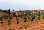 M�oda winnica
