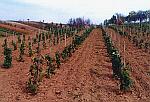 M�oda winnica