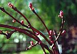 P�ki Fredonii
