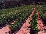 Winoro�l w szk�ce