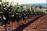 Winoro�l w szpalerze