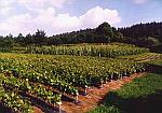 Szk�ka winoro�li