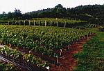 Szk�ka winoro�li