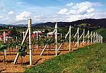 Winnica