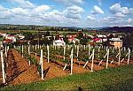 Winnica