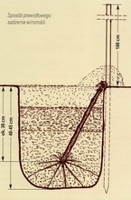 Prawidowe sadzenie winoroli